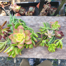 Load image into Gallery viewer, 50 MINI Succulent Terrarium Cuts