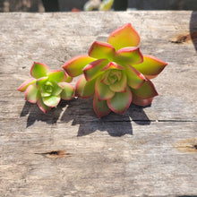 Load image into Gallery viewer, 50 MINI Succulent Terrarium Cuts