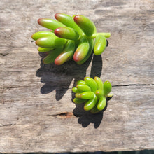 Load image into Gallery viewer, 50 MINI Succulent Terrarium Cuts