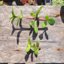 Load image into Gallery viewer, 50 MINI Succulent Terrarium Cuts