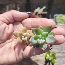 Load image into Gallery viewer, 50 MINI Succulent Terrarium Cuts