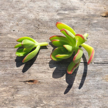 Load image into Gallery viewer, 50 MINI Succulent Terrarium Cuts