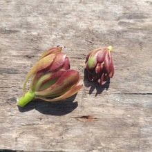 Load image into Gallery viewer, 50 MINI Succulent Terrarium Cuts