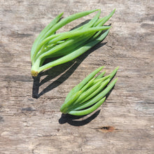 Load image into Gallery viewer, 50 MINI Succulent Terrarium Cuts