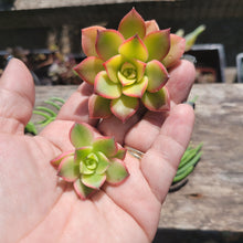 Load image into Gallery viewer, 50 MINI Succulent Terrarium Cuts