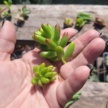 Load image into Gallery viewer, 50 MINI Succulent Terrarium Cuts