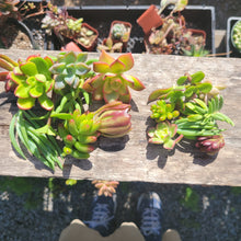 Load image into Gallery viewer, 50 MINI Succulent Terrarium Cuts