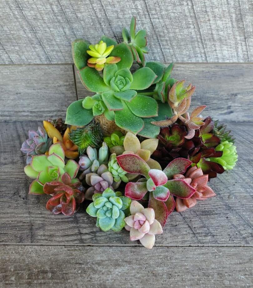 rosette succulent cuttings 5 Rosette Cuttings – P and C Nursery