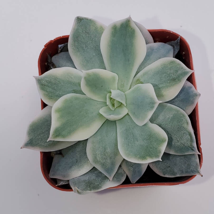 Echeveria Subsessilis Variegated 2in – P and C Nursery