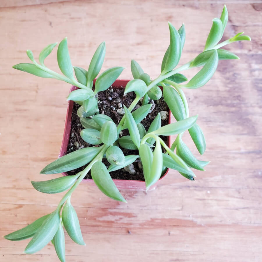 banana succulent Sencio Radicans "String of Bananas" 2 in – P and C Nursery