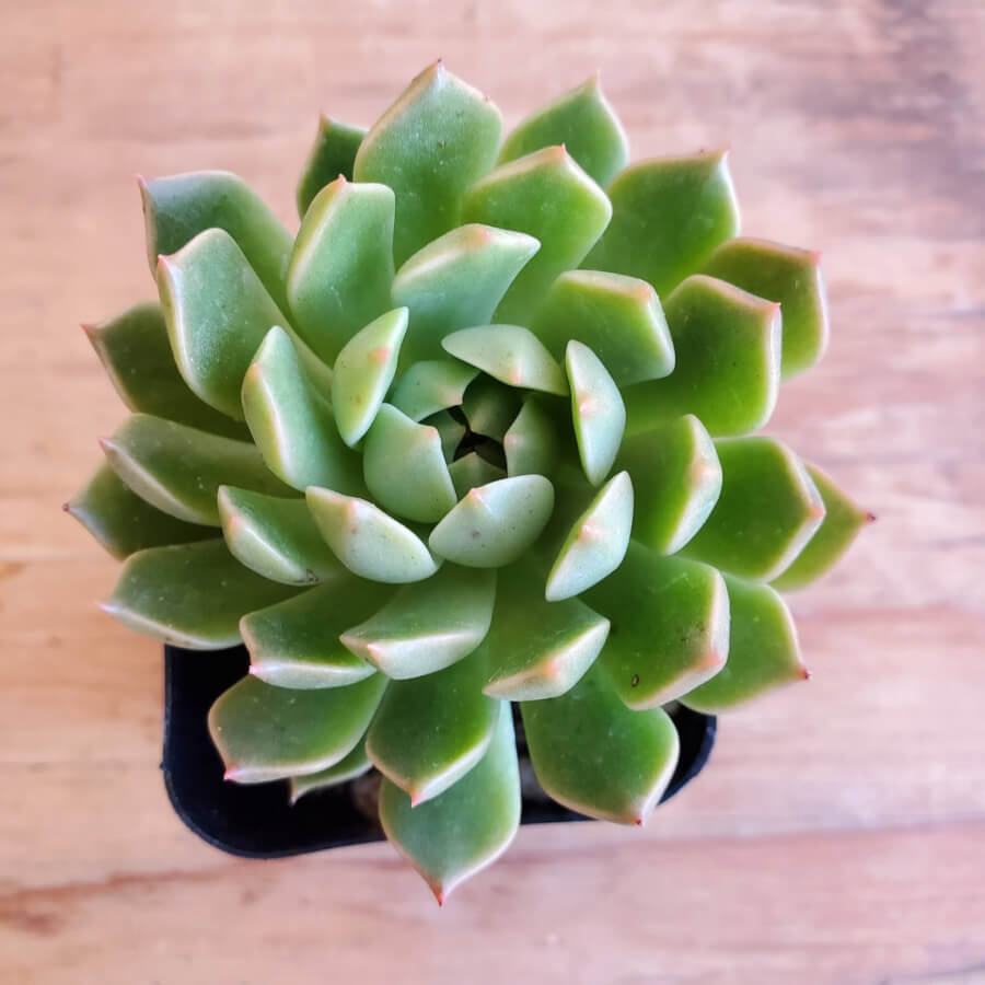 graptoveria olivia succulent Echeveria Olivia 2in – P and C Nursery
