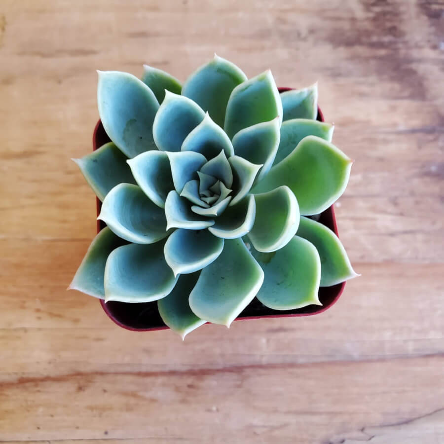 succulent echeveria blue Echeveria Blue Atoll