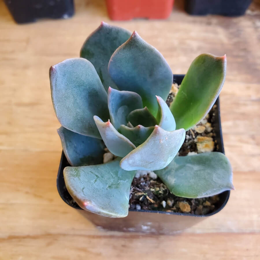 blue prince succulent Echeveria 'Blue Prince' 2 Inch