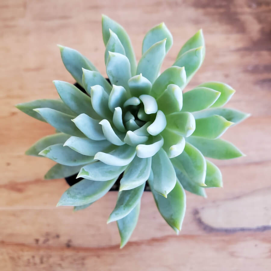 fanfare succulent Sedeveria 'Fanfare' 2 Inch
