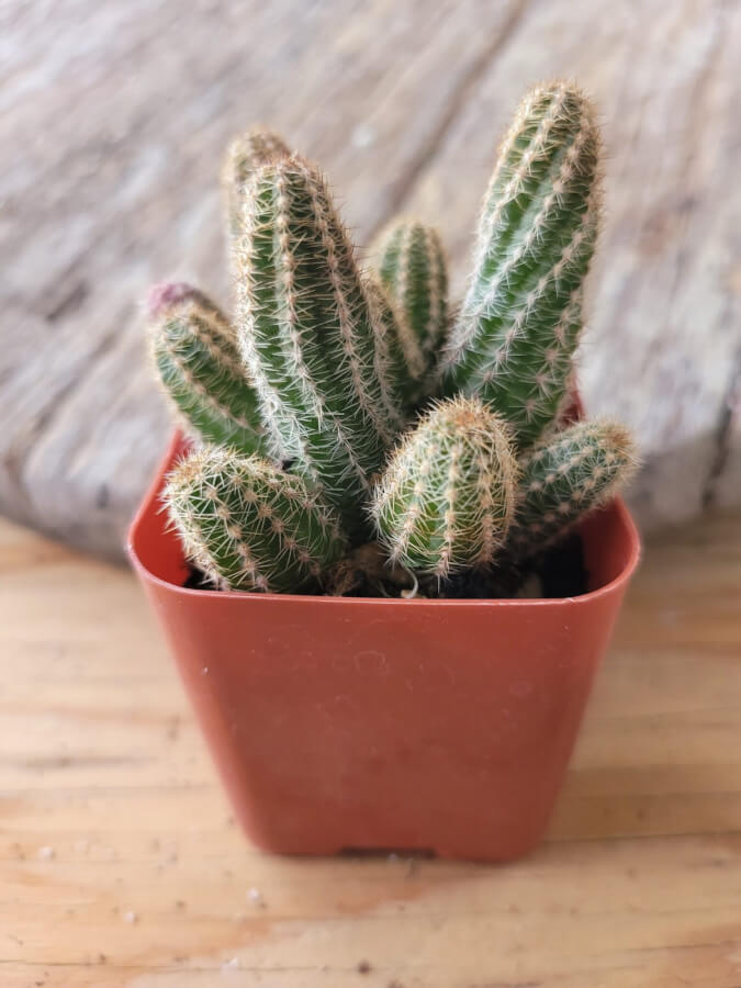 peanut succulent Echinopsis Chamaecereus