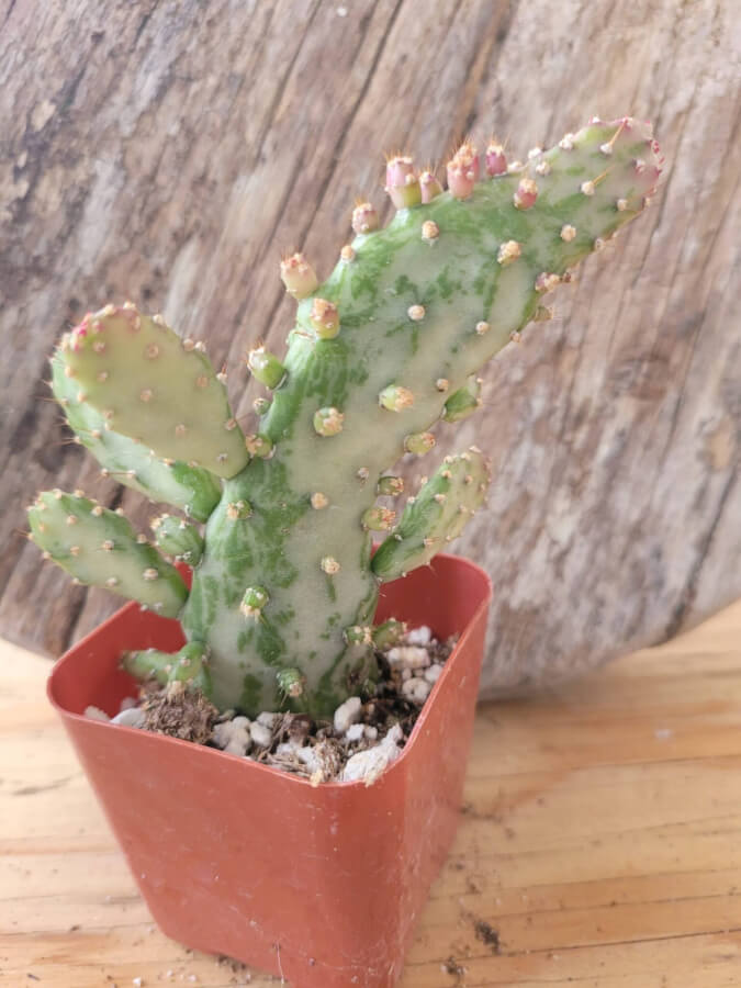 joseph's coat succulent Opuntia monacantha variegata