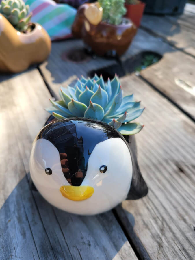 penguin succulent Penguin Pot