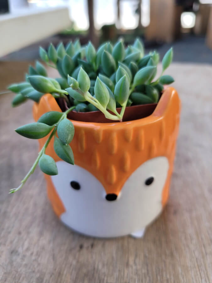 fox pot plant Orange Fox – P and C Nursery