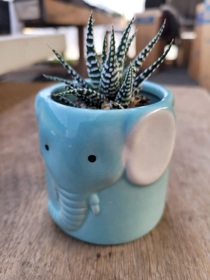 ceramic elephant plant pot Elephant Pot – P and C Nursery