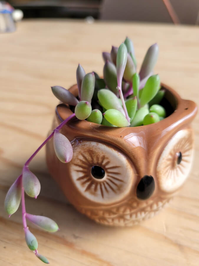 owl succulent pots Owl Pot – P and C Nursery