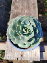 Load image into Gallery viewer, 4" Echeveria Atlantis