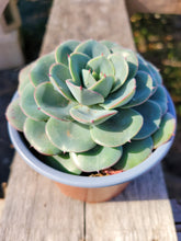 Load image into Gallery viewer, 4" Echeveria Atlantis