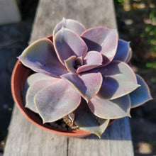 Load image into Gallery viewer, 4" Perle Von Nurnberg