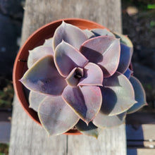 Load image into Gallery viewer, 4" Perle Von Nurnberg