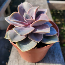 Load image into Gallery viewer, 4" Perle Von Nurnberg