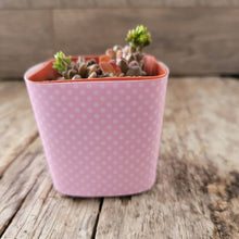 Load image into Gallery viewer, Nursery Pot Wrappers