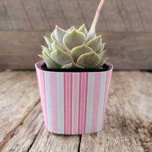 Load image into Gallery viewer, Nursery Pot Wrappers