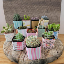 Load image into Gallery viewer, Nursery Pot Wrappers