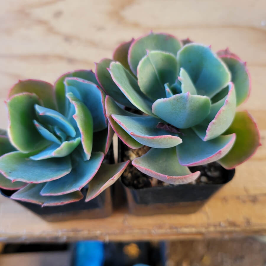 echeveria blue sky succulent Echeveria "Blue Sky" 2"