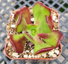 Load image into Gallery viewer, Sedum Dendroideum 2"