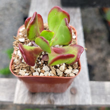 Load image into Gallery viewer, Sedum Dendroideum 2"