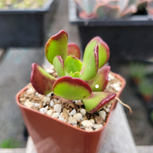 Load image into Gallery viewer, Sedum Dendroideum 2"