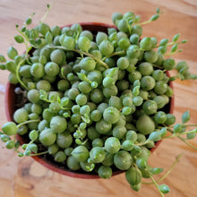 Load image into Gallery viewer, 4" String of Pearls, Senecio Rowleyanus