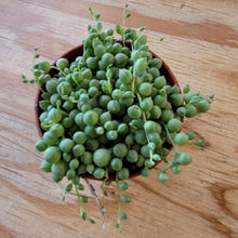 Load image into Gallery viewer, 4" String of Pearls, Senecio Rowleyanus