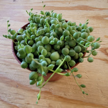 Load image into Gallery viewer, 4" String of Pearls, Senecio Rowleyanus
