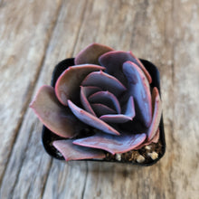 Load image into Gallery viewer, Echeveria "Dusty Rose" 2"