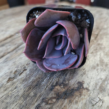 Load image into Gallery viewer, Echeveria "Dusty Rose" 2"