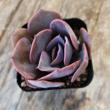 Load image into Gallery viewer, Echeveria "Dusty Rose" 2"