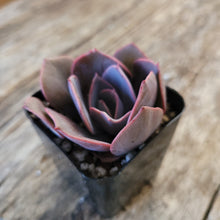 Load image into Gallery viewer, Echeveria "Dusty Rose" 2"