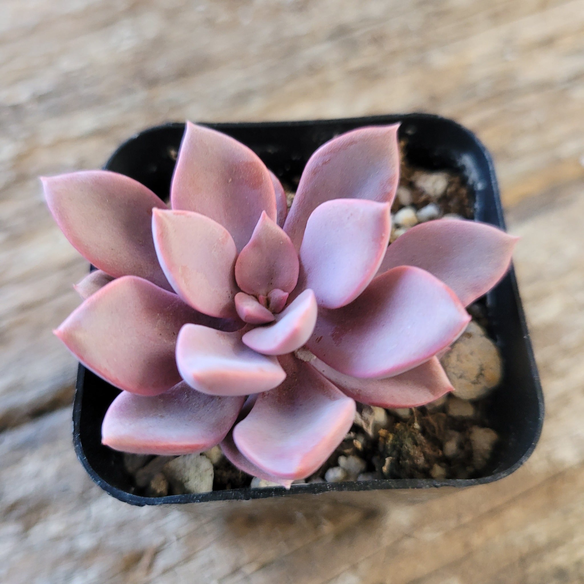 succulent debbie Graptoveria