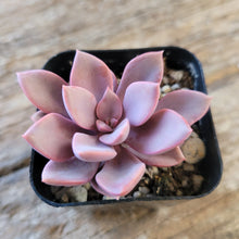 Load image into Gallery viewer, Graptoveria - Debbie/Debbi 2"