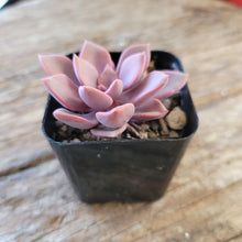 Load image into Gallery viewer, Graptoveria - Debbie/Debbi 2"