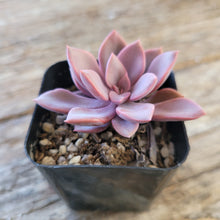 Load image into Gallery viewer, Graptoveria - Debbie/Debbi 2"