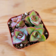 Load image into Gallery viewer, Crassula Peforata - String of Buttons
