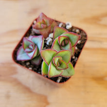 Load image into Gallery viewer, Crassula Peforata - String of Buttons