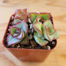 Load image into Gallery viewer, Crassula Peforata - String of Buttons